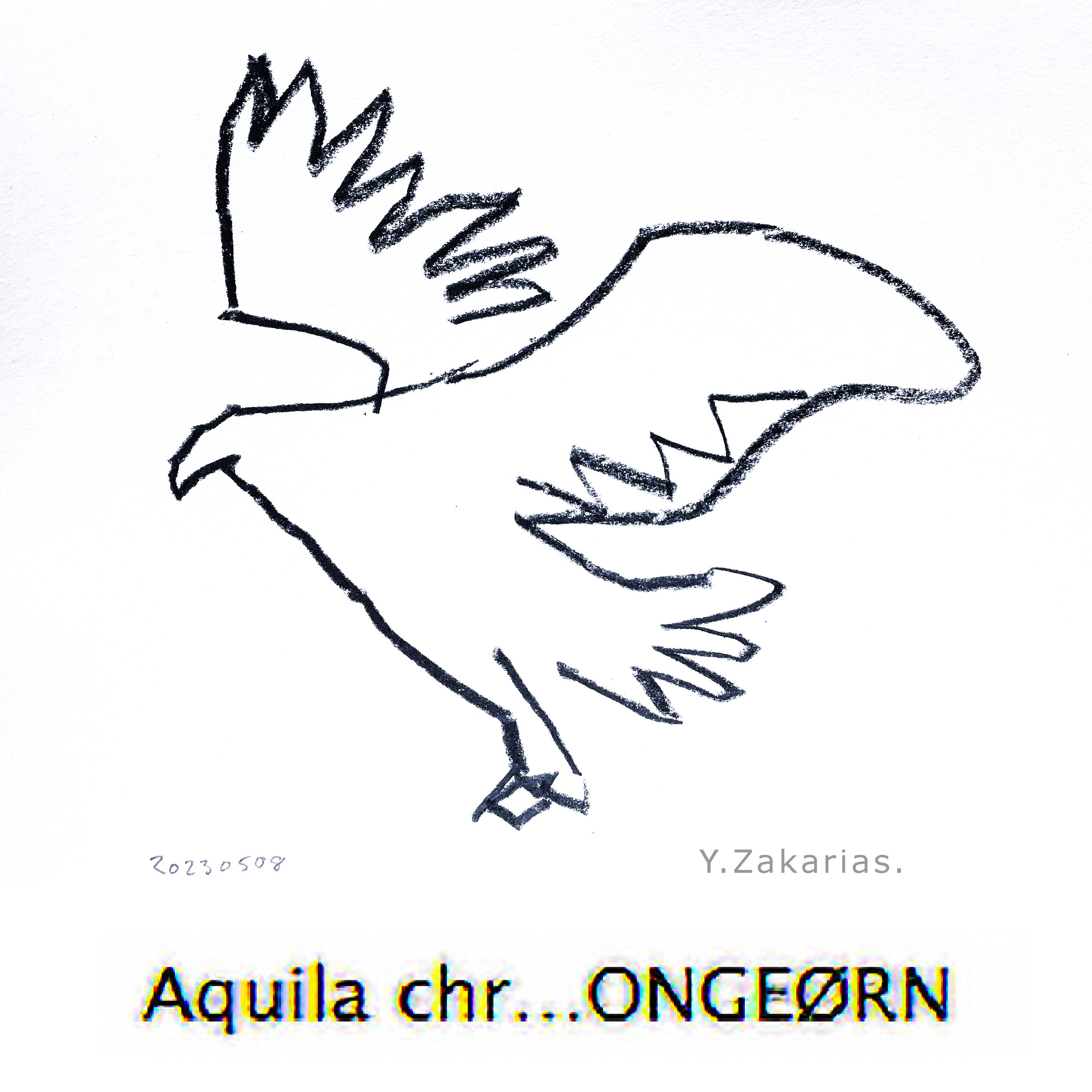 Line drawing of Aquila chrysaetos, golden eagle
